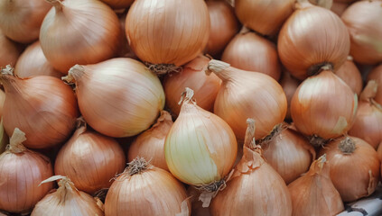 onion harvest. close-up. beautiful golden bulbs