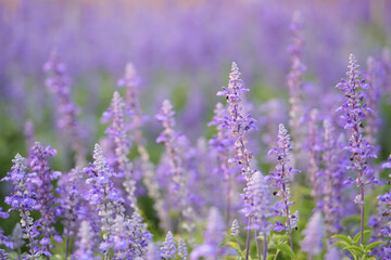 Blue Salvia flowers in the field