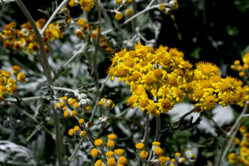 yellow flowers in the garden