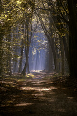 Obraz premium Sun light shining through trees into fog thereby the sun rays are made visible.