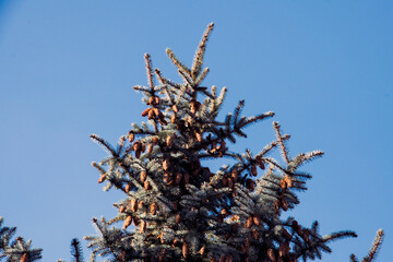 pine tree branches