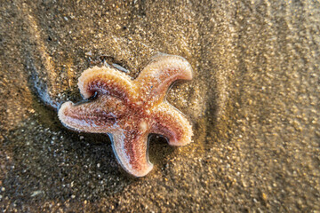 Common starfish (Asterias rubens) allong dutch coast