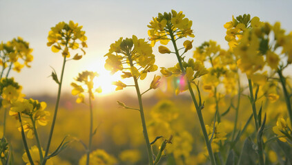 Rapeseed close-up on the field 