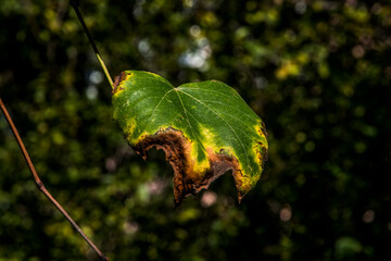 the green leaf
