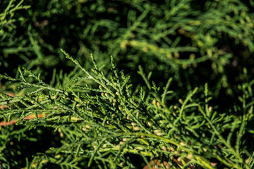 green grass background