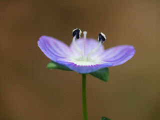 Fototapeta premium Natura