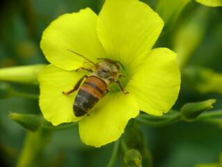 Natura