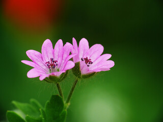 Natura