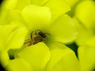 Natura