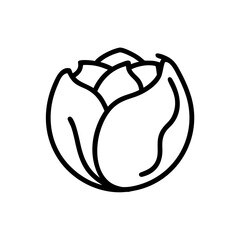 Cabbage 