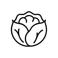 Cabbage 