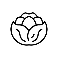 Cabbage 
