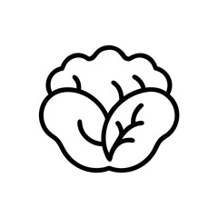 Cabbage 