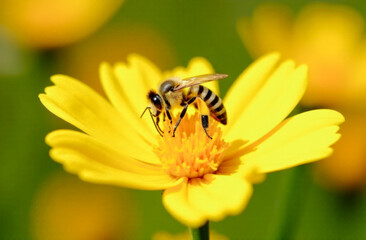 The perfect poster for World Bee Day. A honey bee collects nectar from a yellow flower on a great sunny day in an ecologically clean meadow.