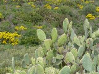 Natura