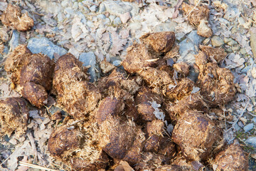 horse droppings
