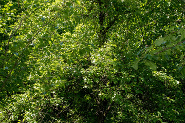 green leaves background