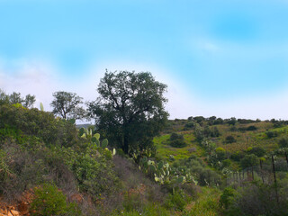 Natura