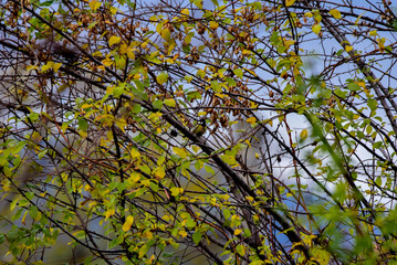 autumn leaves in the sky