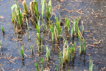 pond with plants in the forest