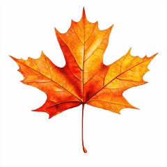 Obraz premium Vibrant autumn maple leaf against clean white background