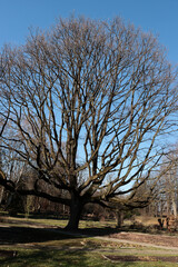 Fototapeta premium silhouette of leafless huge oak tree quercus robur