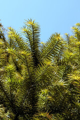 green foliage of  Cunninghamia lanceolata oriental tree