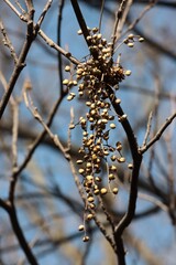 clusters of dry seeds of Verniciflua Stokes tree -Anacardiaceae Family