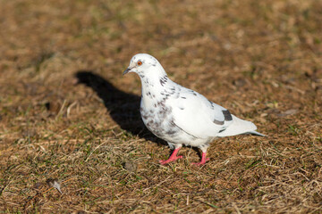 portrait of a white dove