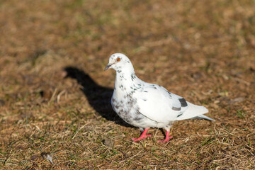 white dove on the ground