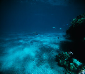 Underwater view of coral reef and marine fish at Red Sea.
