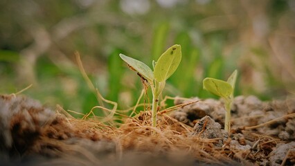 This macro image features a small green sprout emerging from dry, cracked soil, representing the power of nature and resilience. The soft focus on the background emphasizes the tender leaves,.