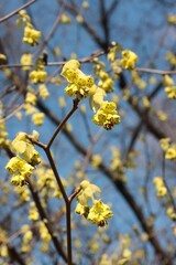 yellow flowers of Corylopsis spicata tree at spring