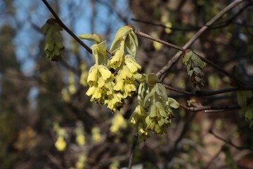 yellow flowers of Corylopsis spicata tree at spring