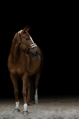 Obraz premium The portrait of brown horse in black background, fine art style