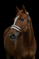 Obraz premium The portrait of brown horse in black background, fine art style