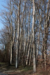 Fototapeta premium silhouettes of leafless trees at early spring in park