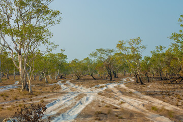 Koh Phra Thong Savannah, you can take a car to visit the large savanna grassland with dwarf celandine forests, one of the Unseen Thailand tourist attractions in Kura Buri District, Phang Nga © Rungsilp