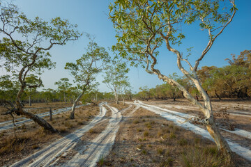 Koh Phra Thong Savannah, you can take a car to visit the large savanna grassland with dwarf celandine forests, one of the Unseen Thailand tourist attractions in Kura Buri District, Phang Nga