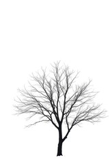 Obraz premium Lone deciduous tree, stark branches against pure white background, studio shot, botany