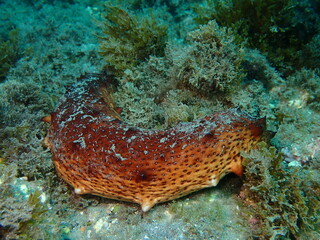 Pepino de mar Holoturia