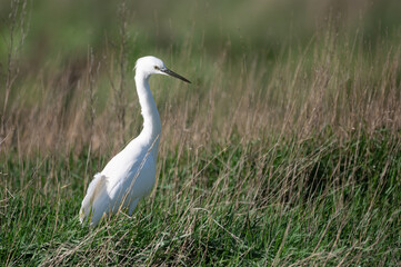 Egretta garzetta - Little Egret - Aigrette garzette