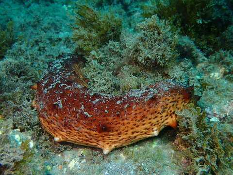 Pepino de mar Holoturia
