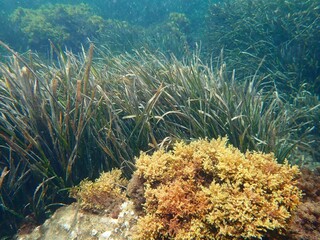 Pradera posidonia