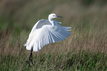 Egretta garzetta - Little Egret - Aigrette garzette