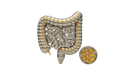 Isolated Stylized Human Intestine with Healthy Gut Flora