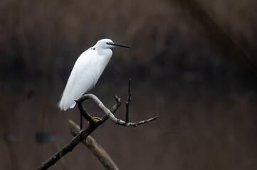 Egretta garzetta - Little Egret - Aigrette garzette