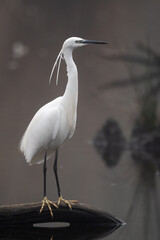 Egretta garzetta - Little Egret - Aigrette garzette
