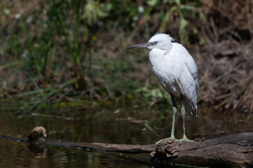 Egretta garzetta - Little Egret - Aigrette garzette