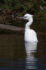Egretta garzetta - Little Egret - Aigrette garzette